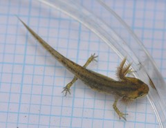 Pleurodelinae