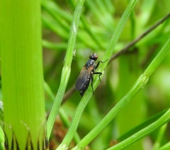 Eudioctria sackeni