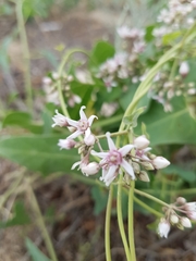 Cynanchum acutum