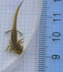 Pleurodelinae