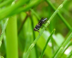 Eudioctria sackeni