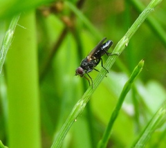 Eudioctria sackeni