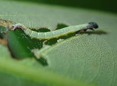 Arctioblepsis rubida