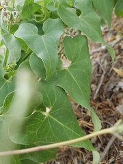 Cynanchum acutum