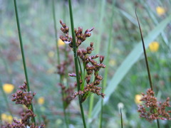 Juncus effusus pacificus