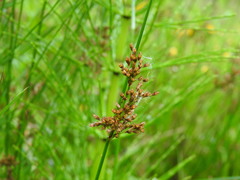 Juncus effusus pacificus