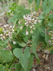 Cynanchum acutum