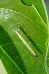 Arctioblepsis rubida