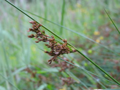 Juncus effusus pacificus