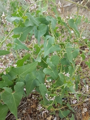 Cynanchum acutum