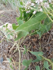 Cynanchum acutum
