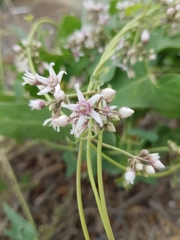 Cynanchum acutum