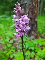 Dactylorhiza fuchsii