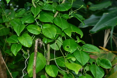 Cynanchum lanhsuense