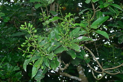 Semecarpus cuneiformis