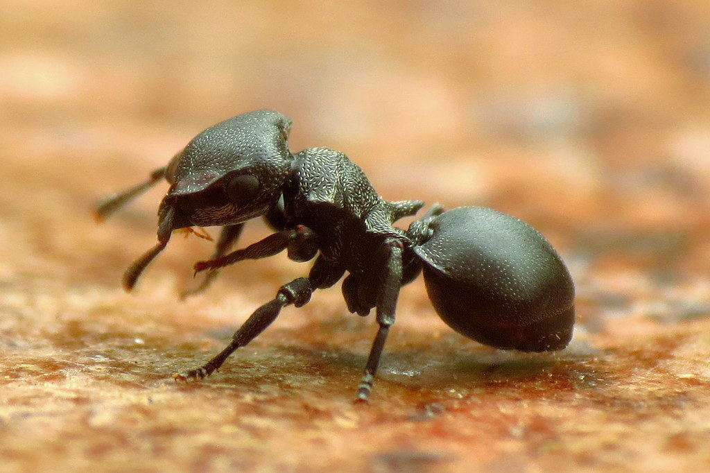 Cephalotes pusillus