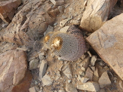 Copiapoa gigantea