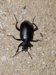 Calosoma maderae