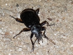Calosoma maderae