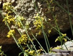 Coincya monensis cheiranthos