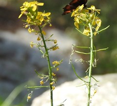 Coincya monensis cheiranthos