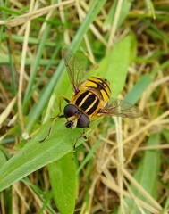Helophilus pendulus