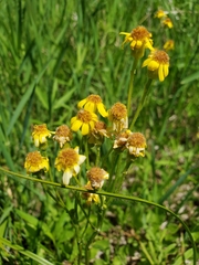 Packera pseudaurea