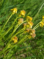 Packera pseudaurea