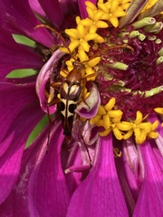 Strangalia sexnotata