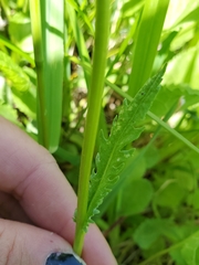Packera pseudaurea