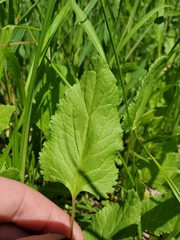 Packera pseudaurea