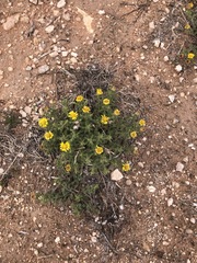 Xanthisma gracile