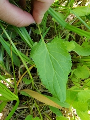 Packera pseudaurea