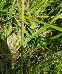 Packera pseudaurea