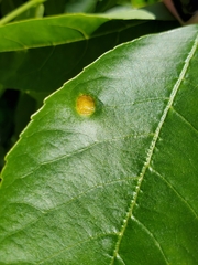 Puccinia sparganioidis