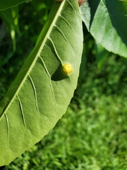 Puccinia sparganioidis