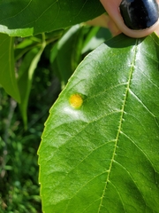 Puccinia sparganioidis