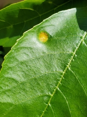 Puccinia sparganioidis