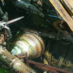 Viviparus ater