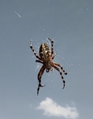 Araneus annulipes