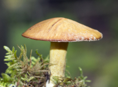 Suillus subaureus