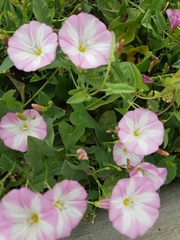 Convolvulus arvensis
