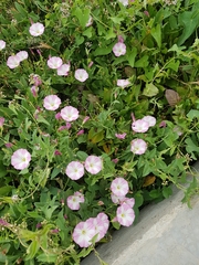 Convolvulus arvensis
