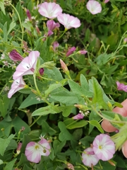 Convolvulus arvensis