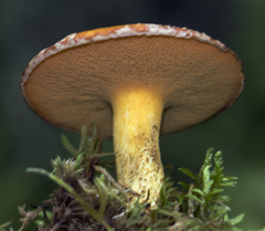 Suillus subaureus
