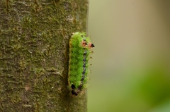 Parasa pastoralis