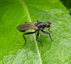 Cordilura