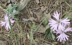 Silene hookeri