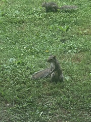 Sciurus carolinensis