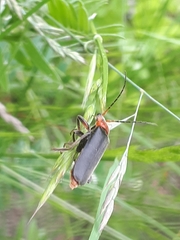 Cantharis rustica